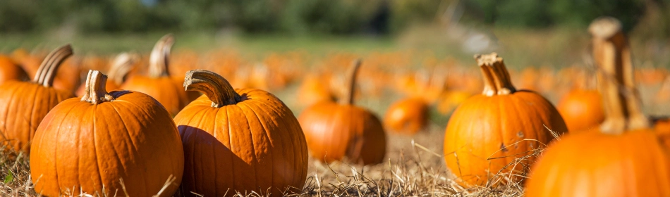 how pumpkin assists in sugar balance