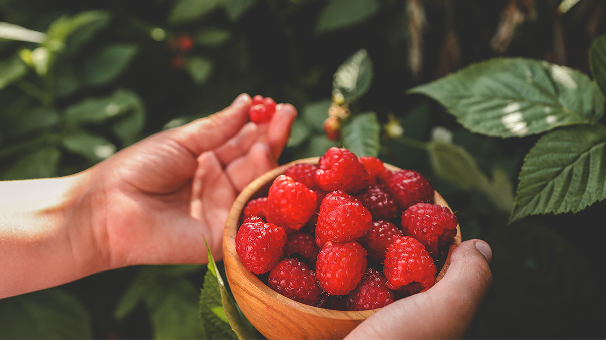 raspberry leaf tea benefits